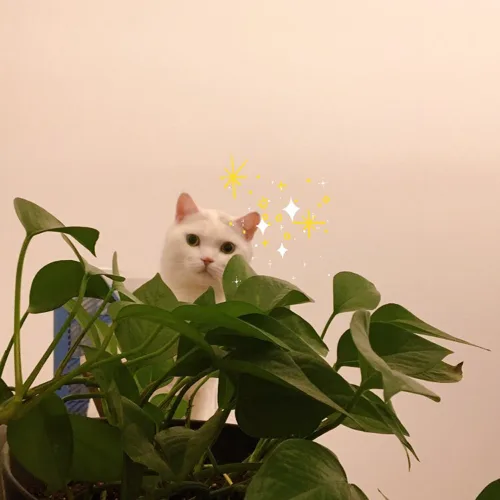 토마토와바질