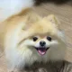 v토리