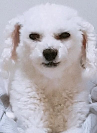 개두식