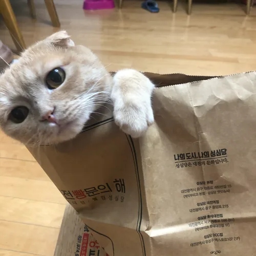 마늘님