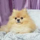 강채현