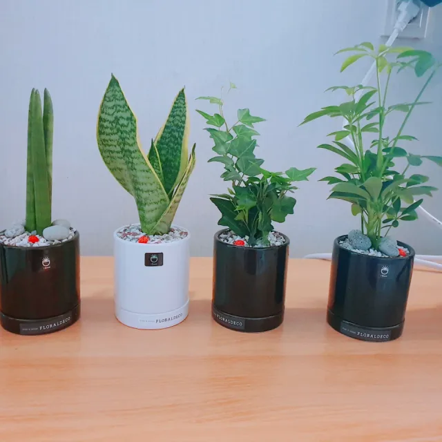삼형제맘