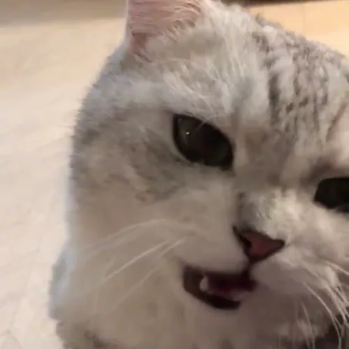 밤토리