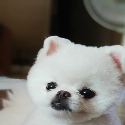 매너짱돌