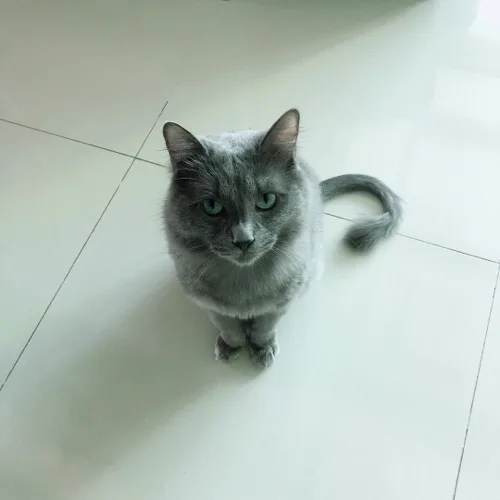 초이