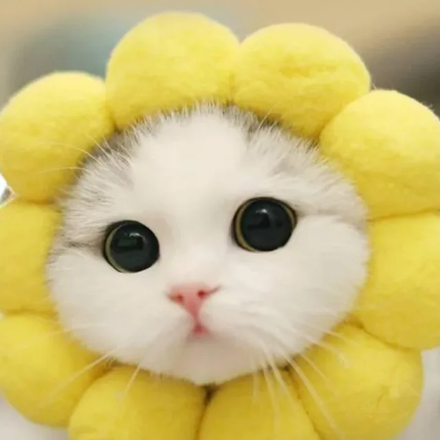 건방진병아리