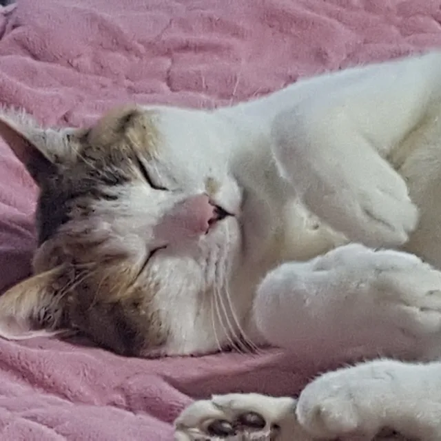 파란소나무