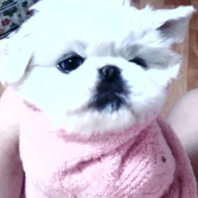 깡토끼