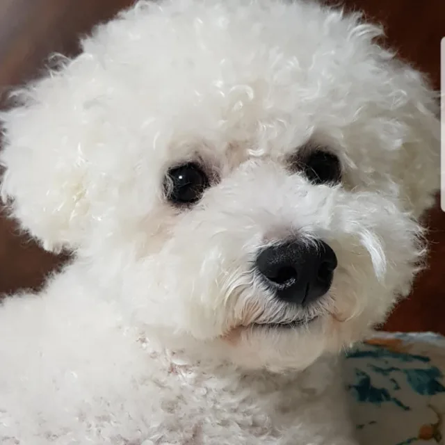 라온
