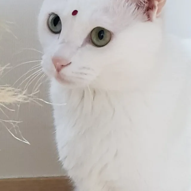 공주엄마
