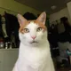후니훈
