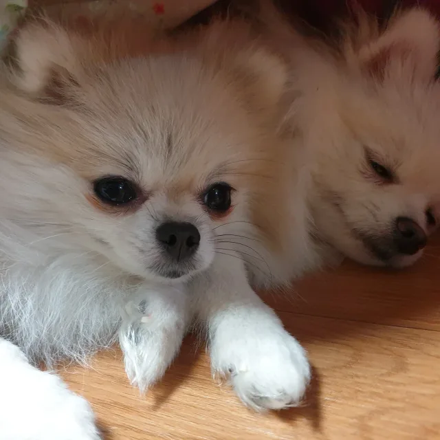솜이