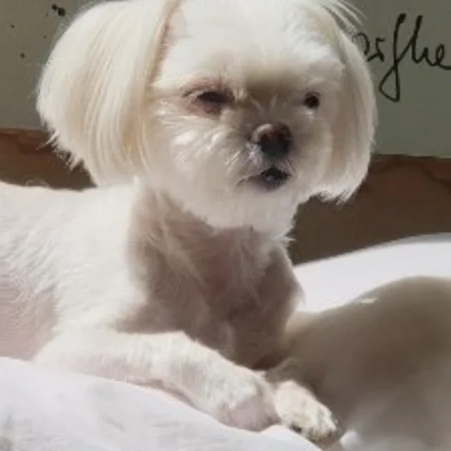 단비