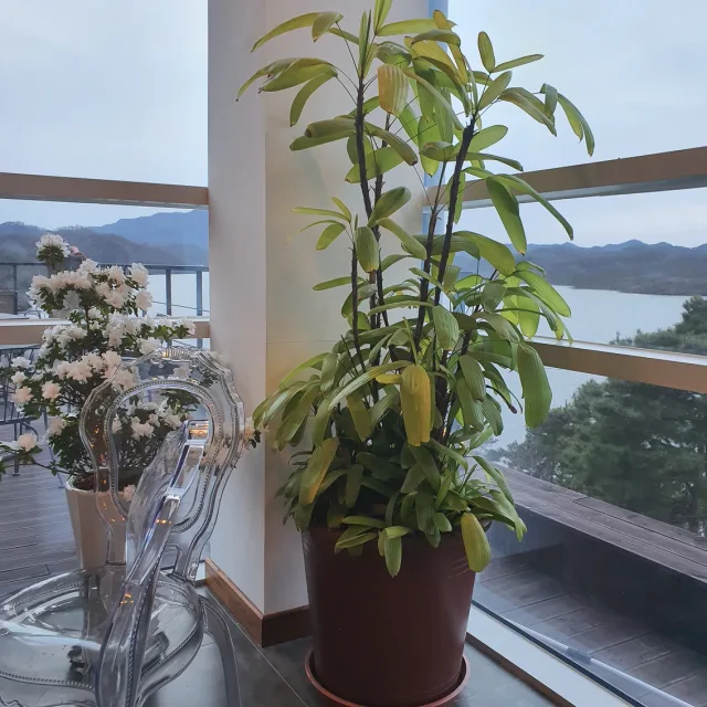 뉴뉴