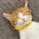 시네마팝콘