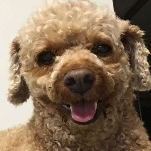 두두씨