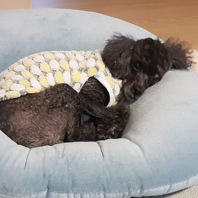 딸기