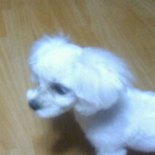 쫑오