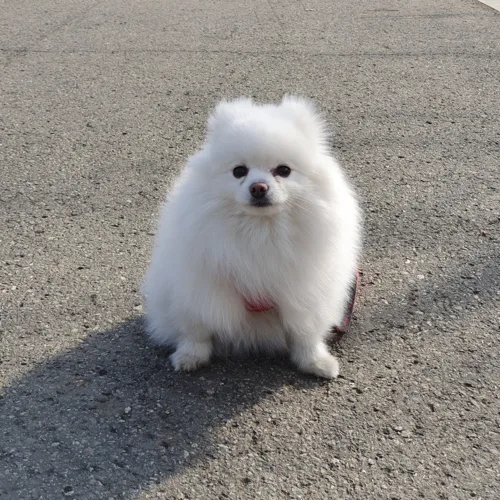 초롱이애비