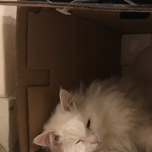 팔리스