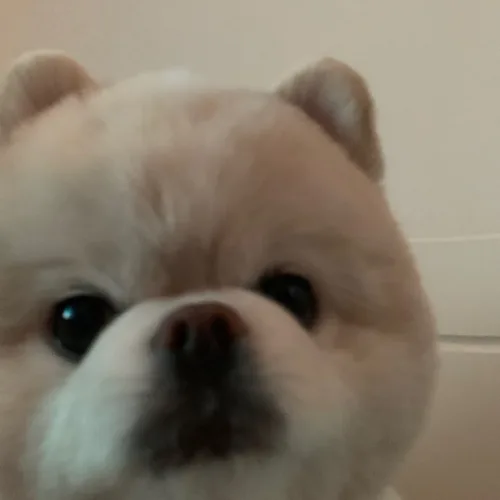 뚱아지