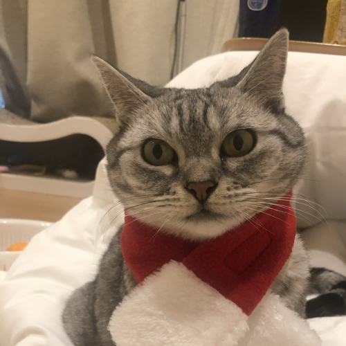 아라라