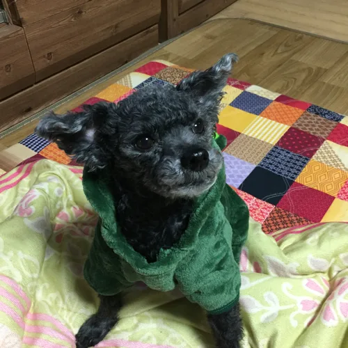 앙돼요