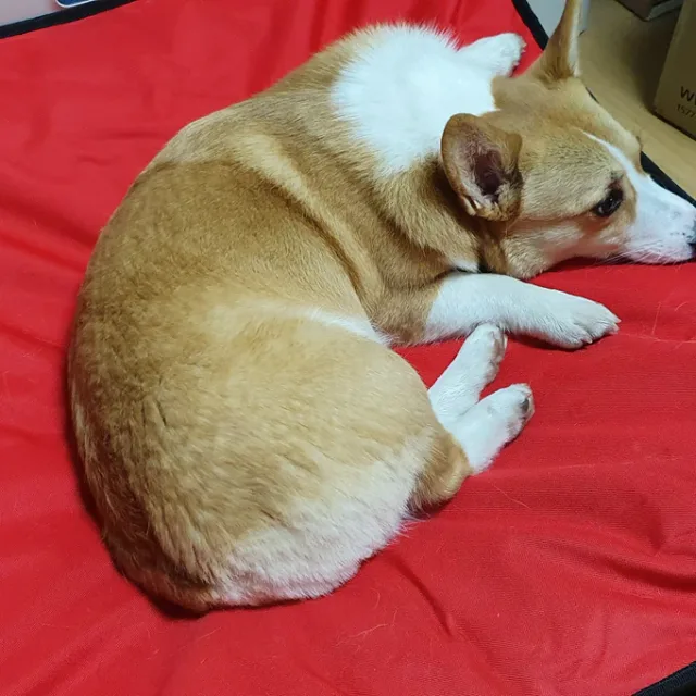 호두