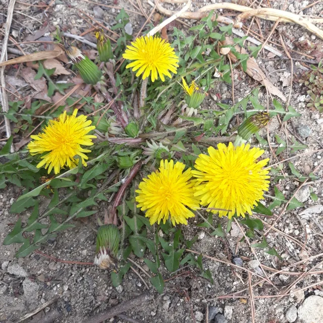 민들레