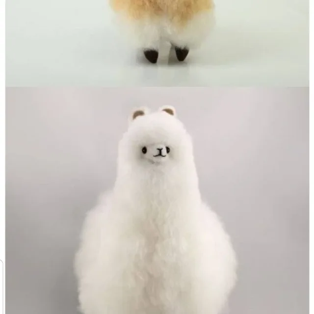 중고냥이