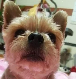 천연설탕