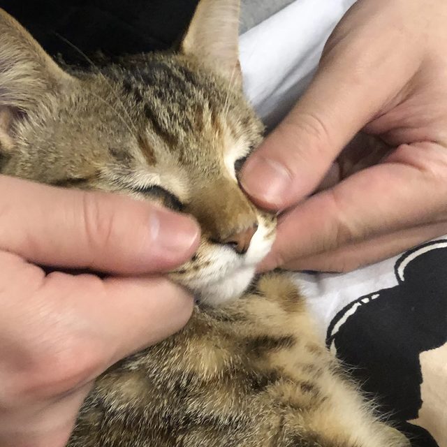 고양이추추