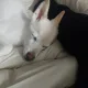 하메스