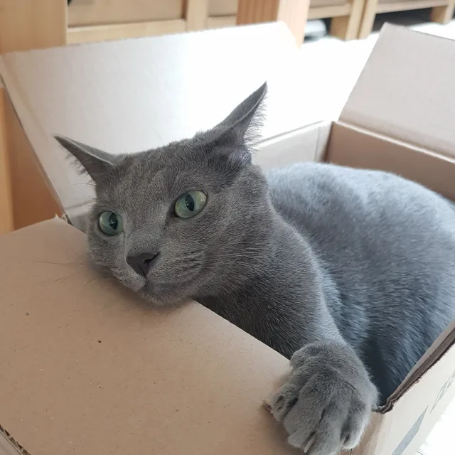 초코집사