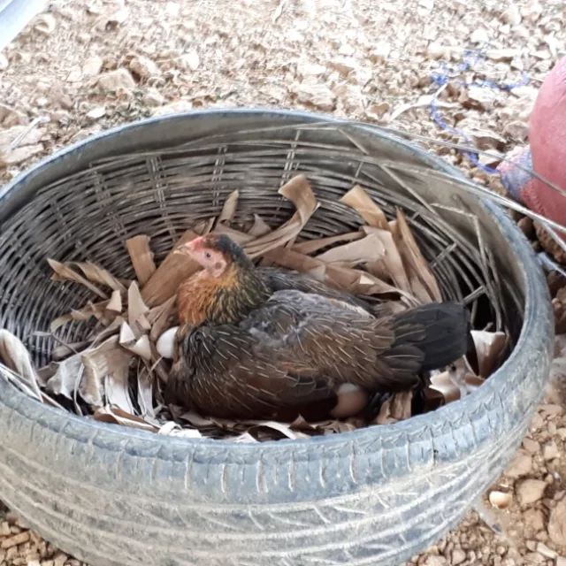 퐁퐁