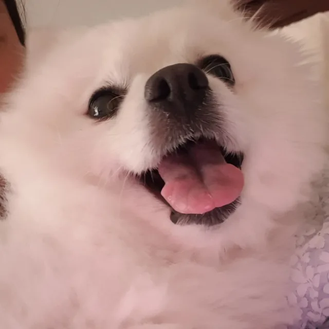 자두