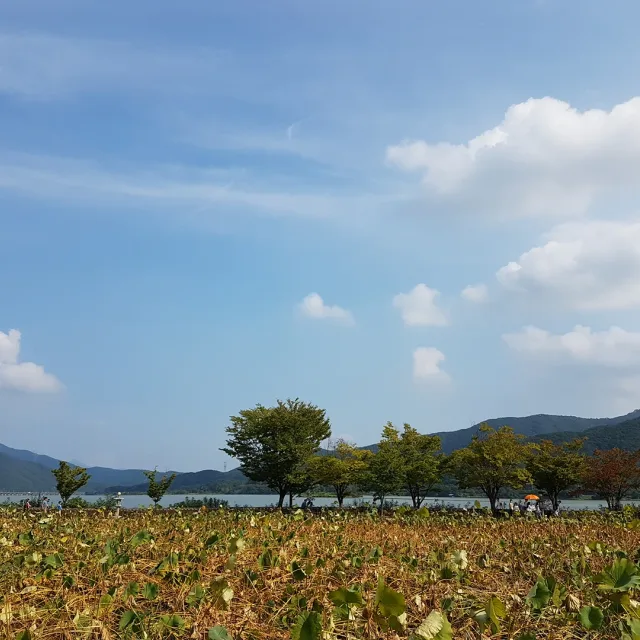 낙타메롱