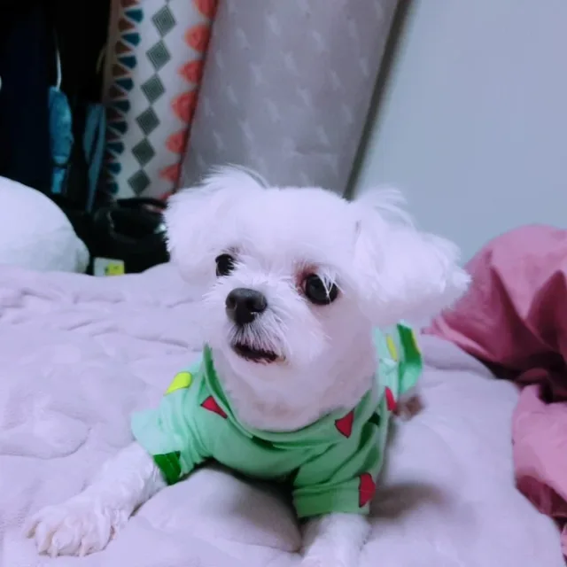바나나차차