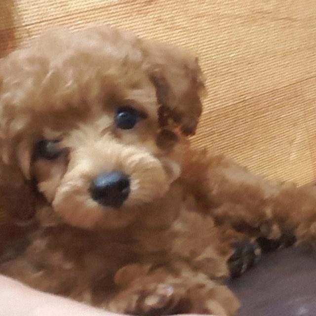 개코