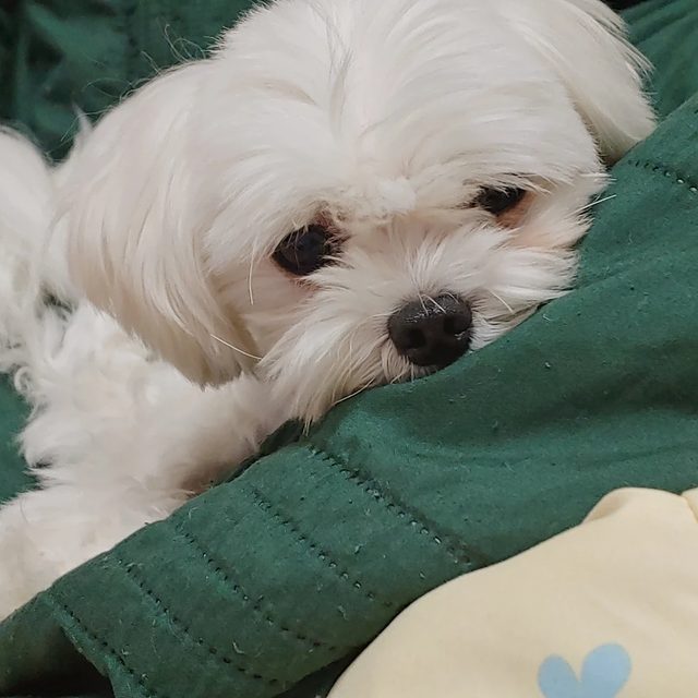 구리구리당근