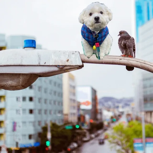 교돌이