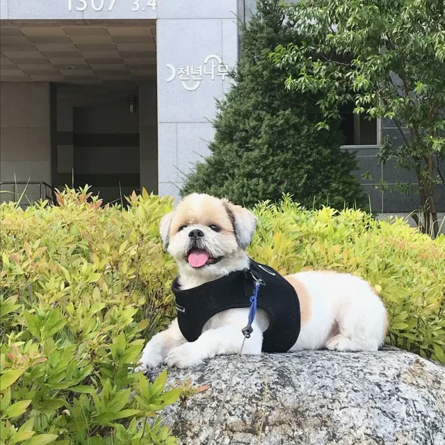 초코아빠