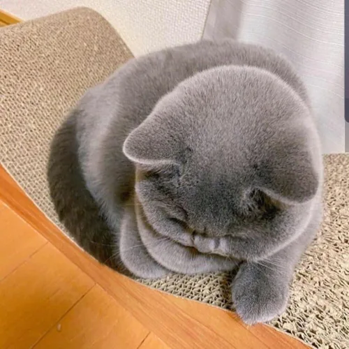 삼선동정품
