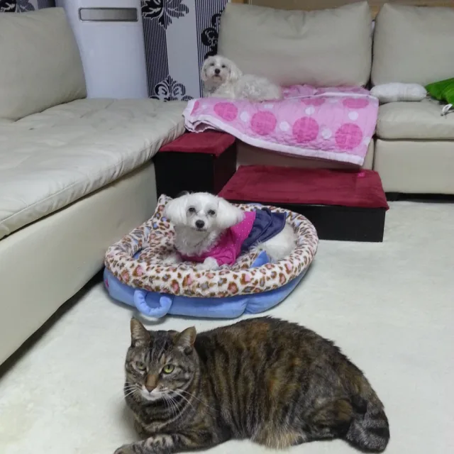 강냥이파파