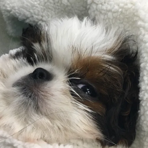 춘식이