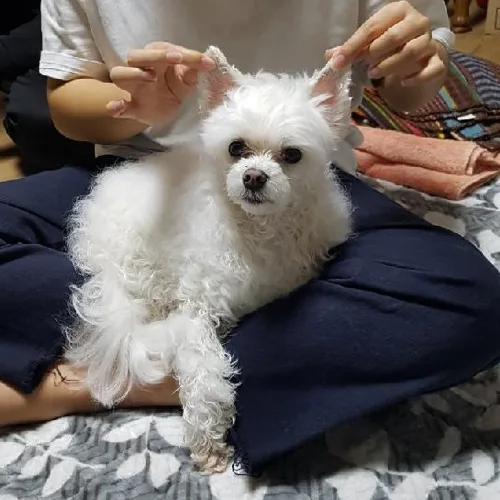 당케