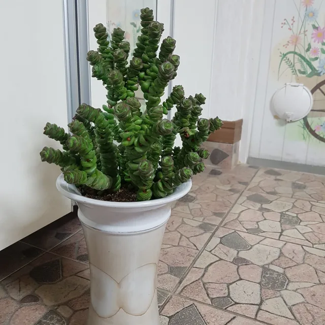 희망