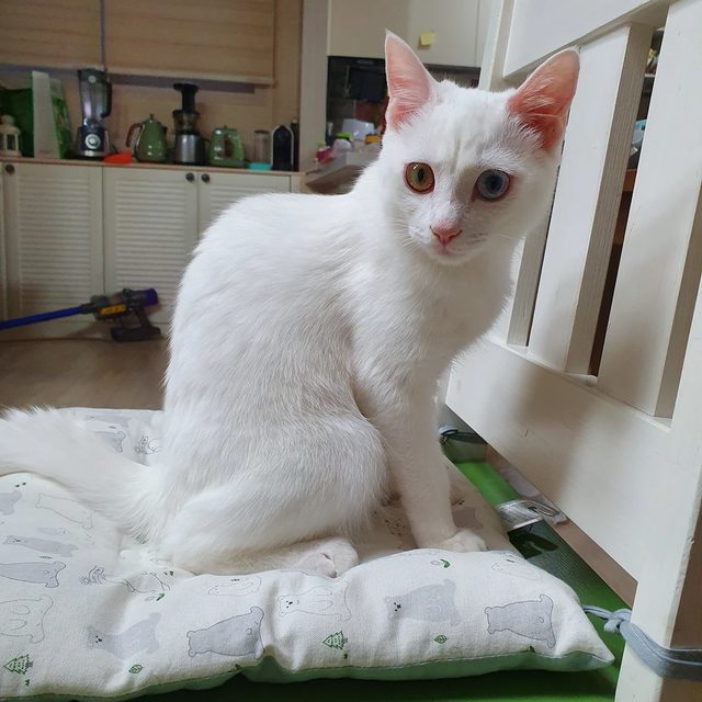 해리