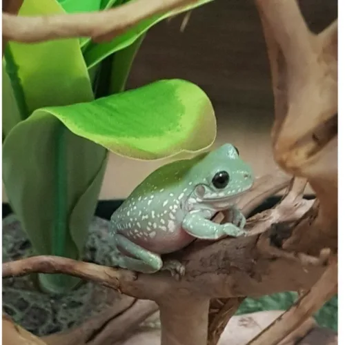 링딩동
