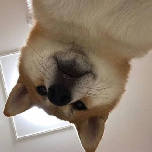 호에엥